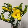 Freesia