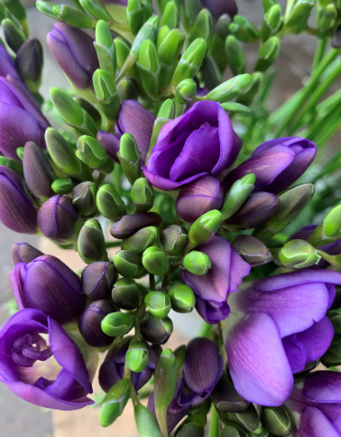 Freesia