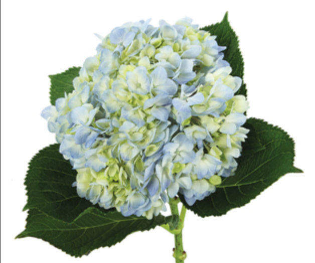 Hydrangea | per 5 stem bunch