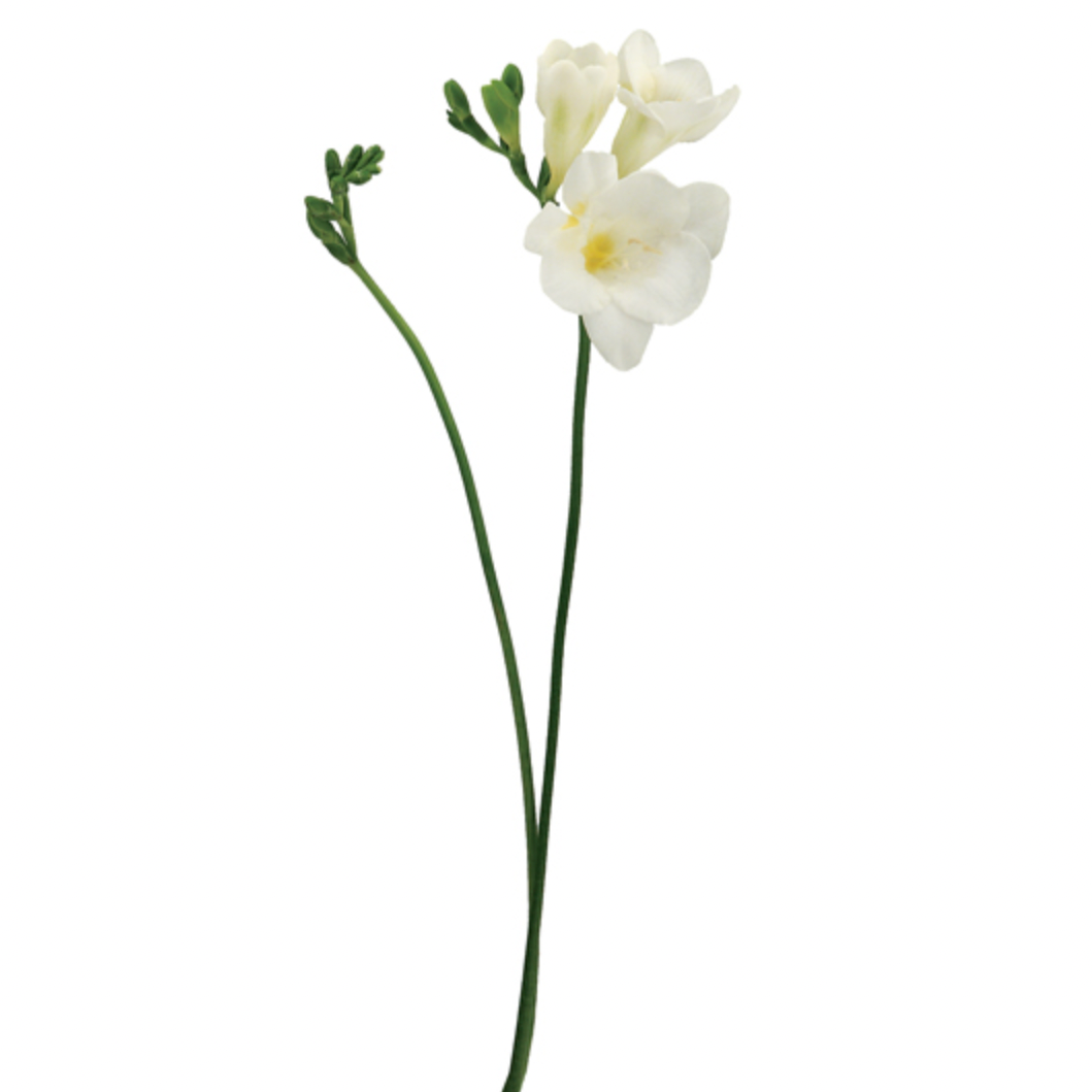 Freesia