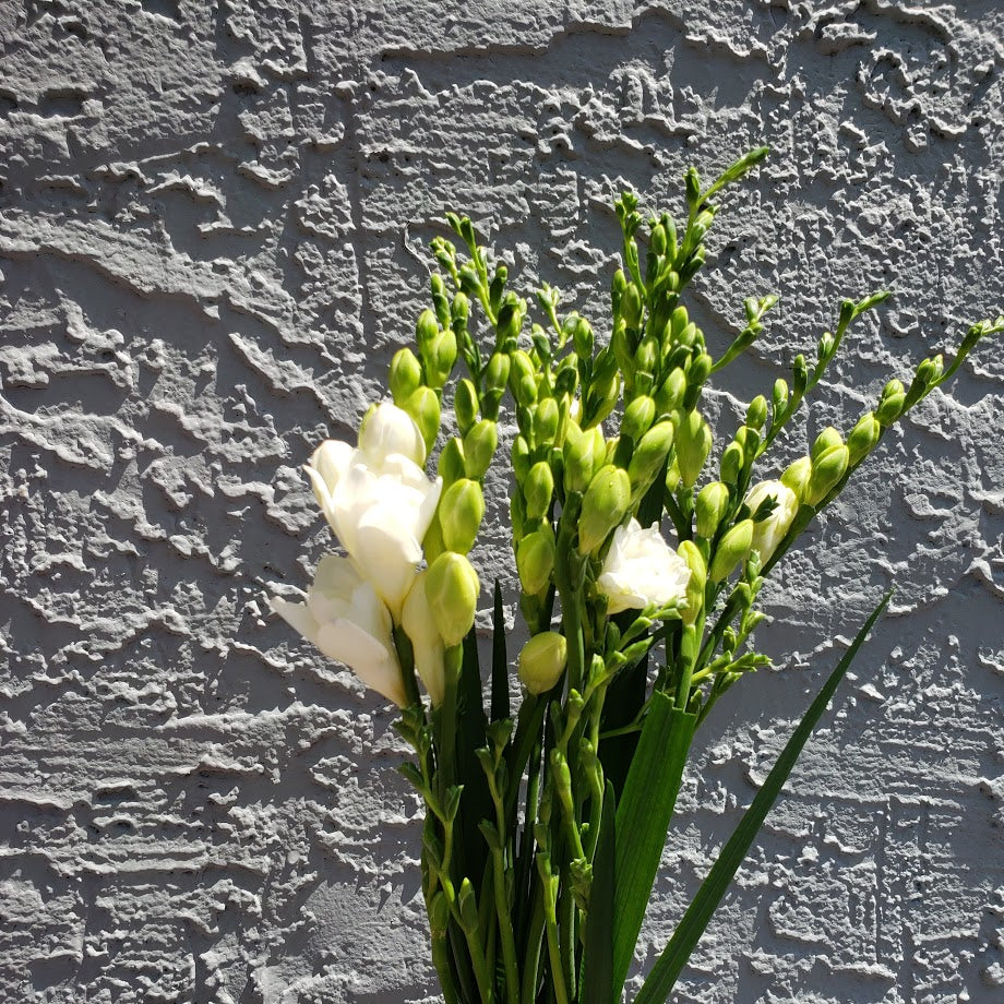 Freesia