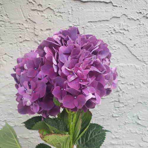 Hydrangea | per 5 stem bunch